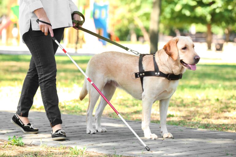 Formação de cão-guia pode levar até 2 anos e custar R$100 mil, aponta estudo