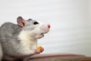 hamster comendo