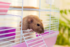 hamster na gaiola