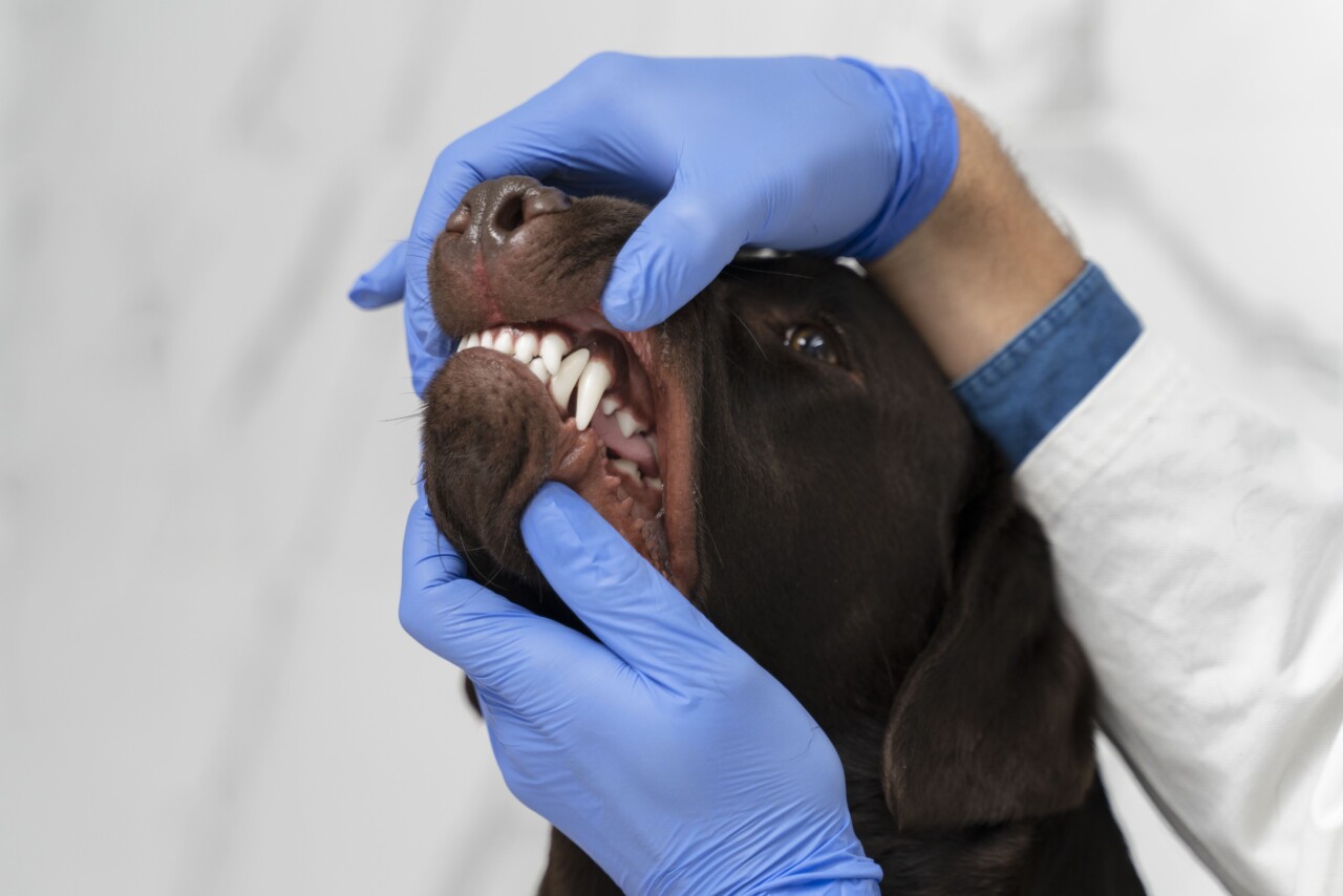 Doença periodontal em cães: como identificar, tratar e orientar o responsável em casa