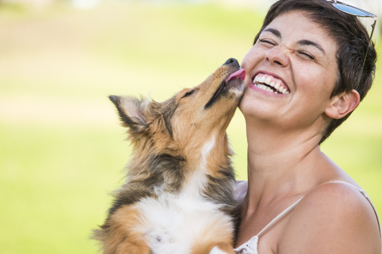 Por que alguns cães escolhem uma pessoa favorita dentro de casa?