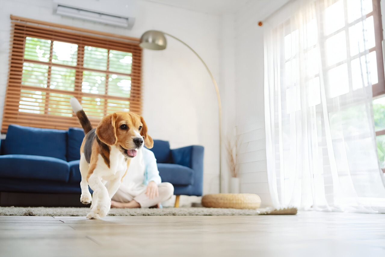 “Efeito cachorro”: estudo mostra como cães influenciam o ar dentro de casa