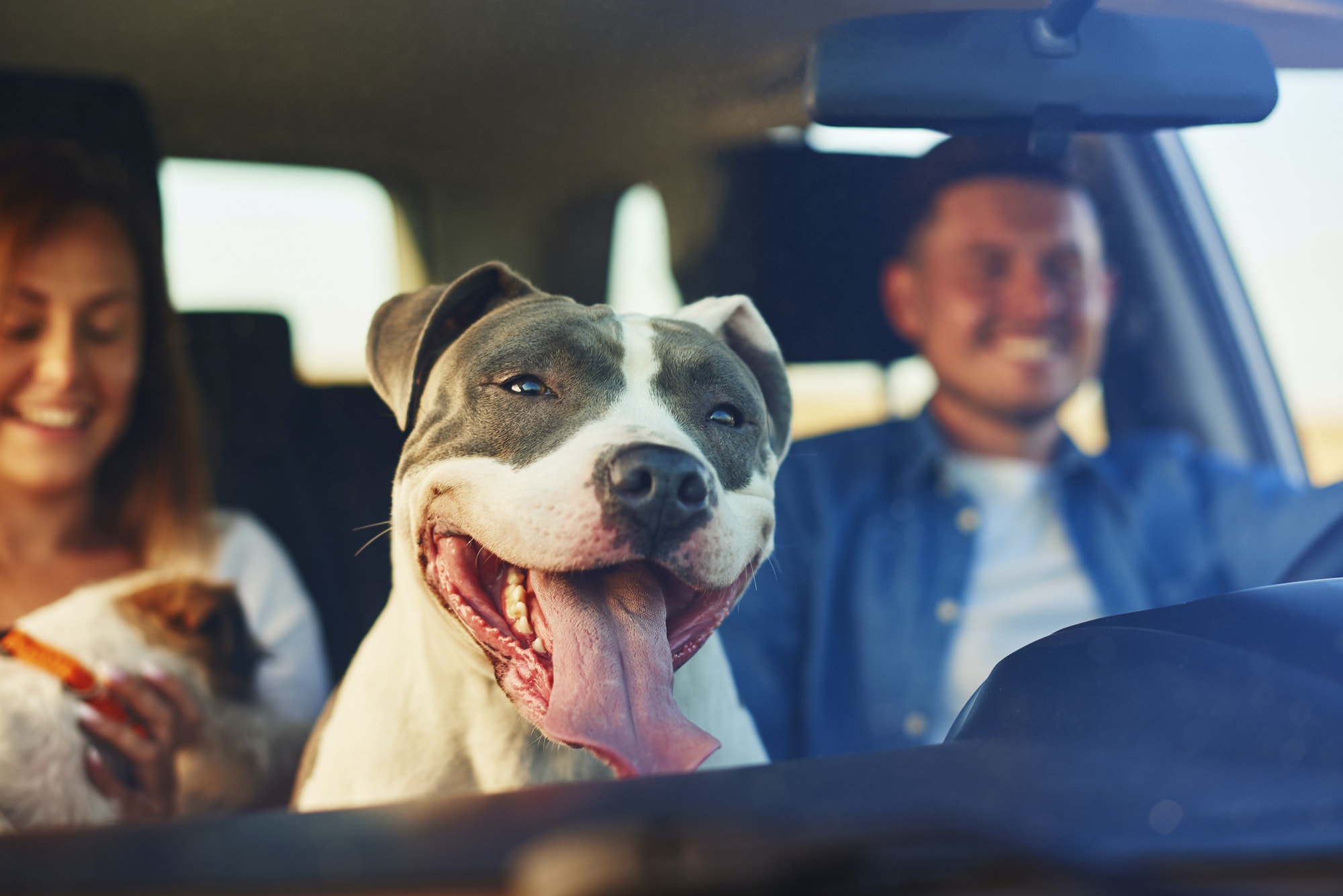 Happy dog as passenger in car