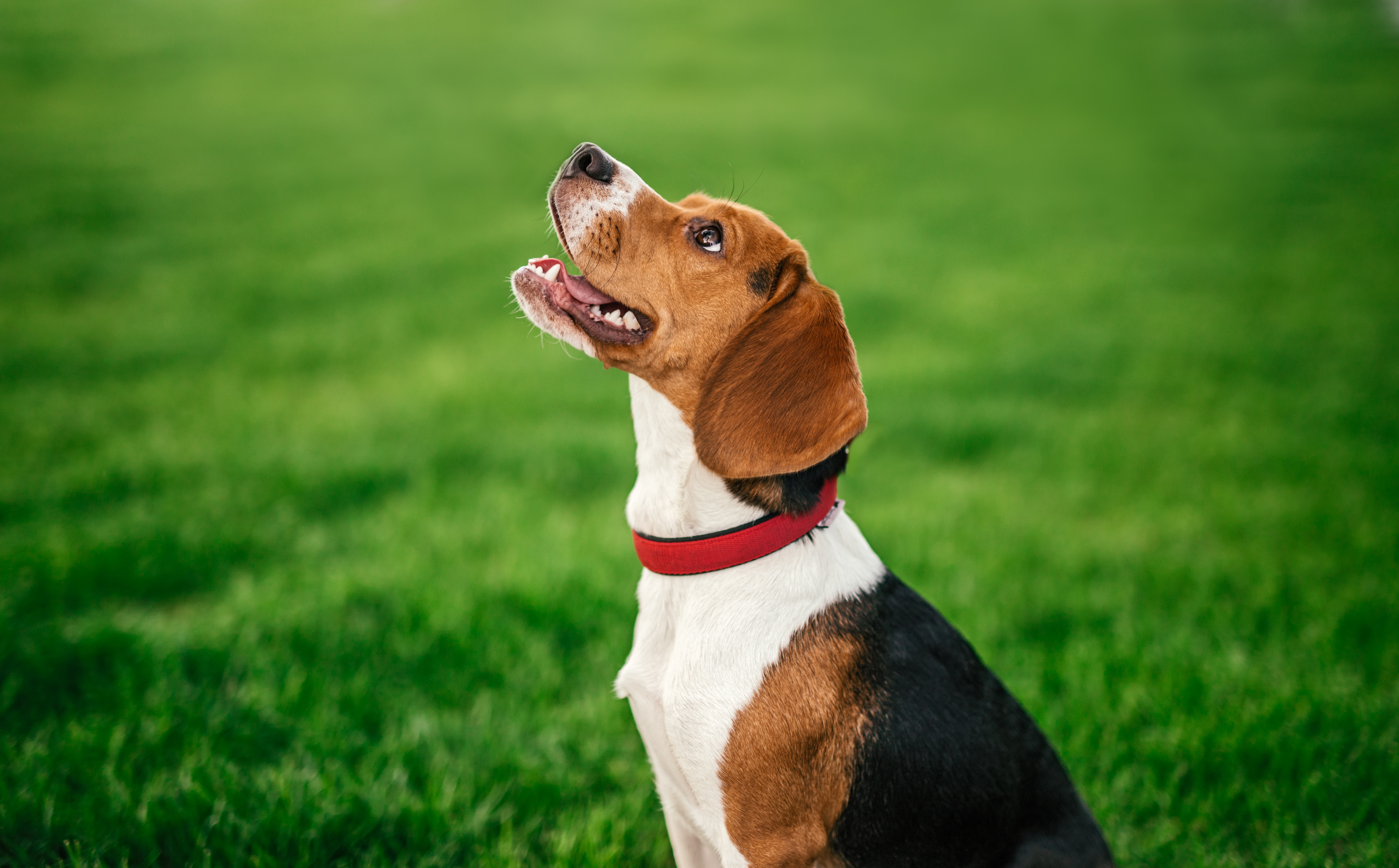 Happy dog sitting on park lawn