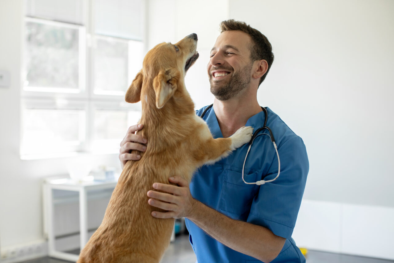 Comissão da Câmara aprova piso salarial de R$ 10 mil para médicos-veterinários e zootecnistas