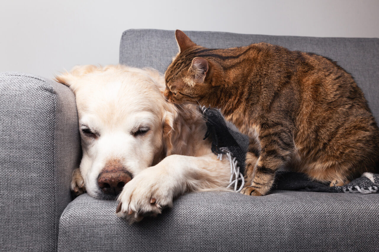 Pets ficam entediados? Descubra os sinais