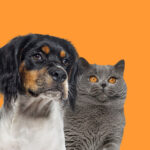 Bem-estar animal em cães e gatos no Brasil: ciência, ética e responsabilidade como pilares da qualidade de vida