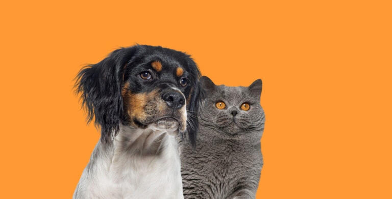 Bem-estar animal em cães e gatos no Brasil: ciência, ética e responsabilidade como pilares da qualidade de vida