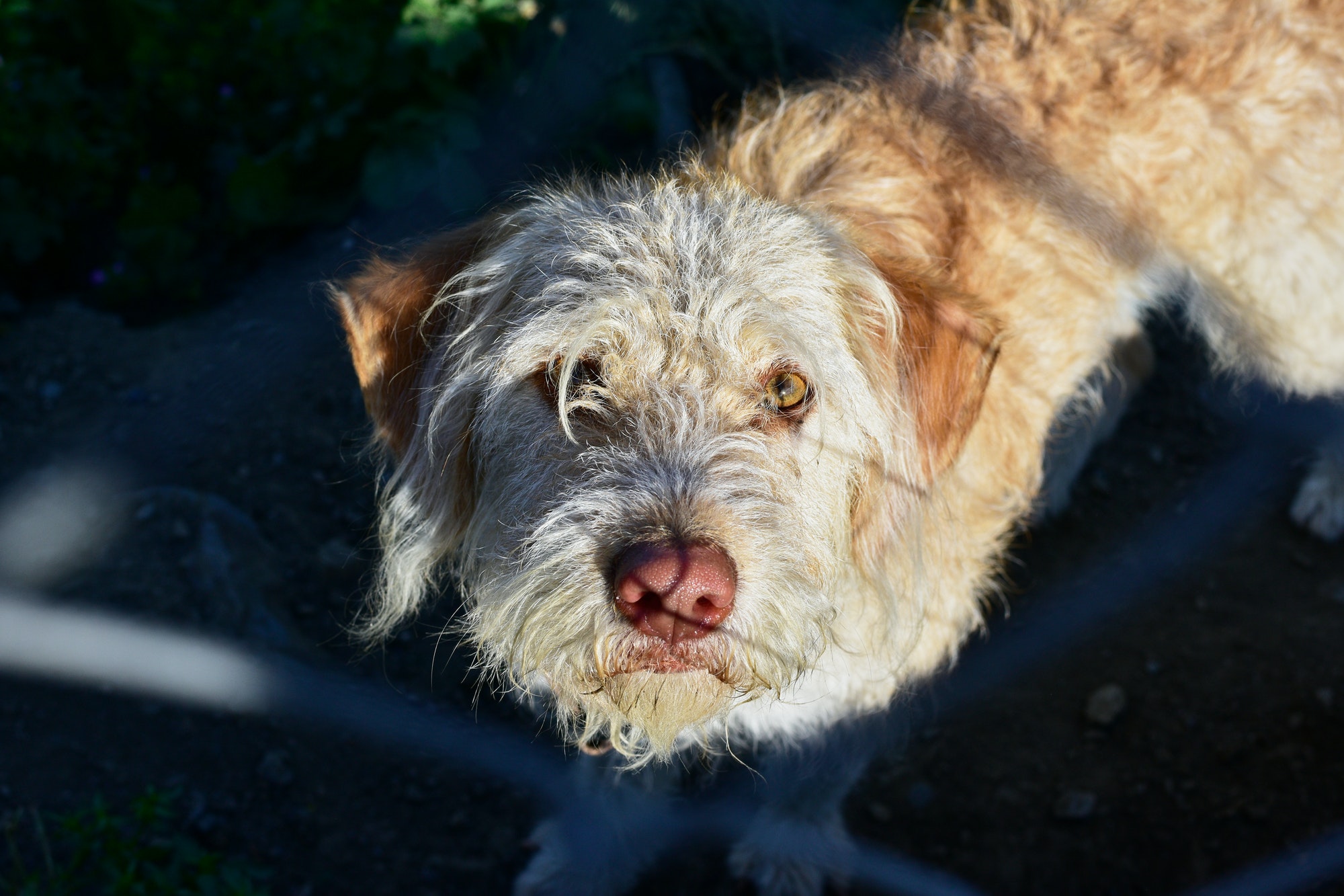 High angle shot of an Otterhound dog looking into the camera