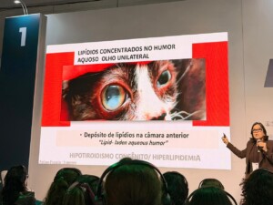 hipotireoidismo felino animal health