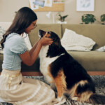 Osteoartrite em cães e gatos: como envolver o responsável no tratamento