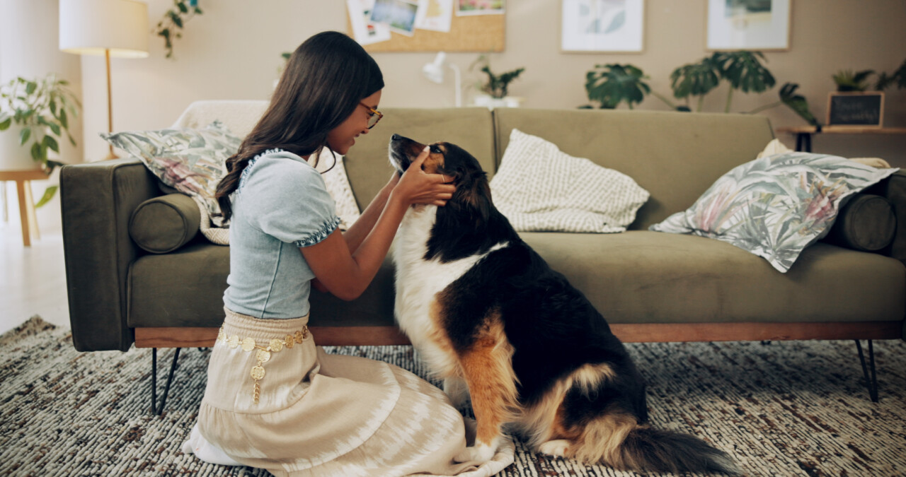 Osteoartrite em cães e gatos: como envolver o responsável no tratamento