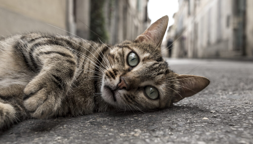 homeless cat on the ground down the street