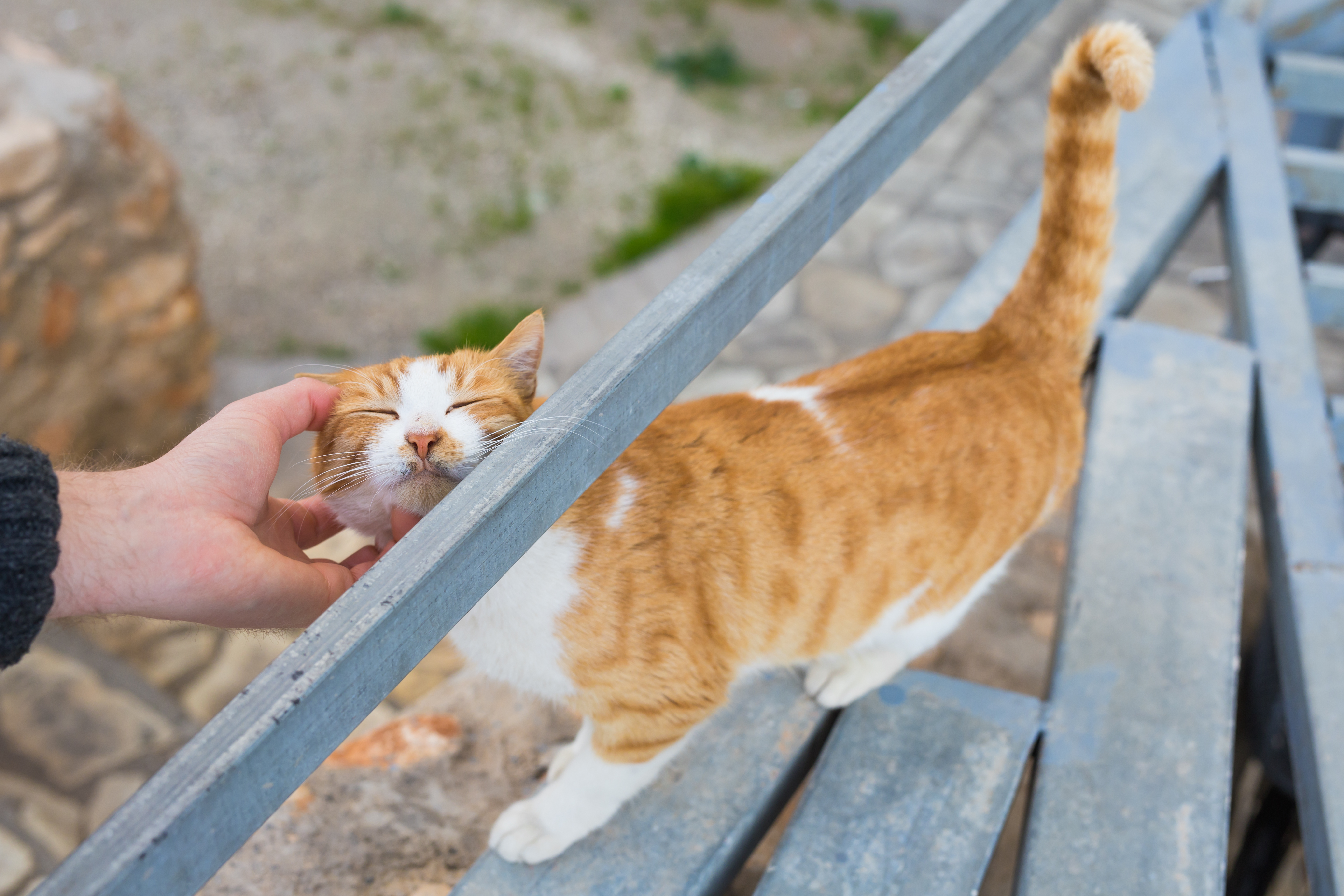 Homeless cat, pet and animals concept - Man stroking cat