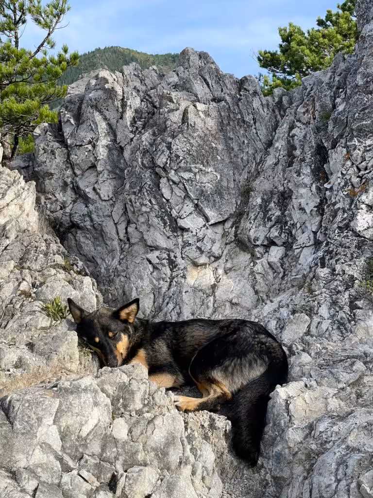 Homeless dog sleeps on the slope of a rocky mountain