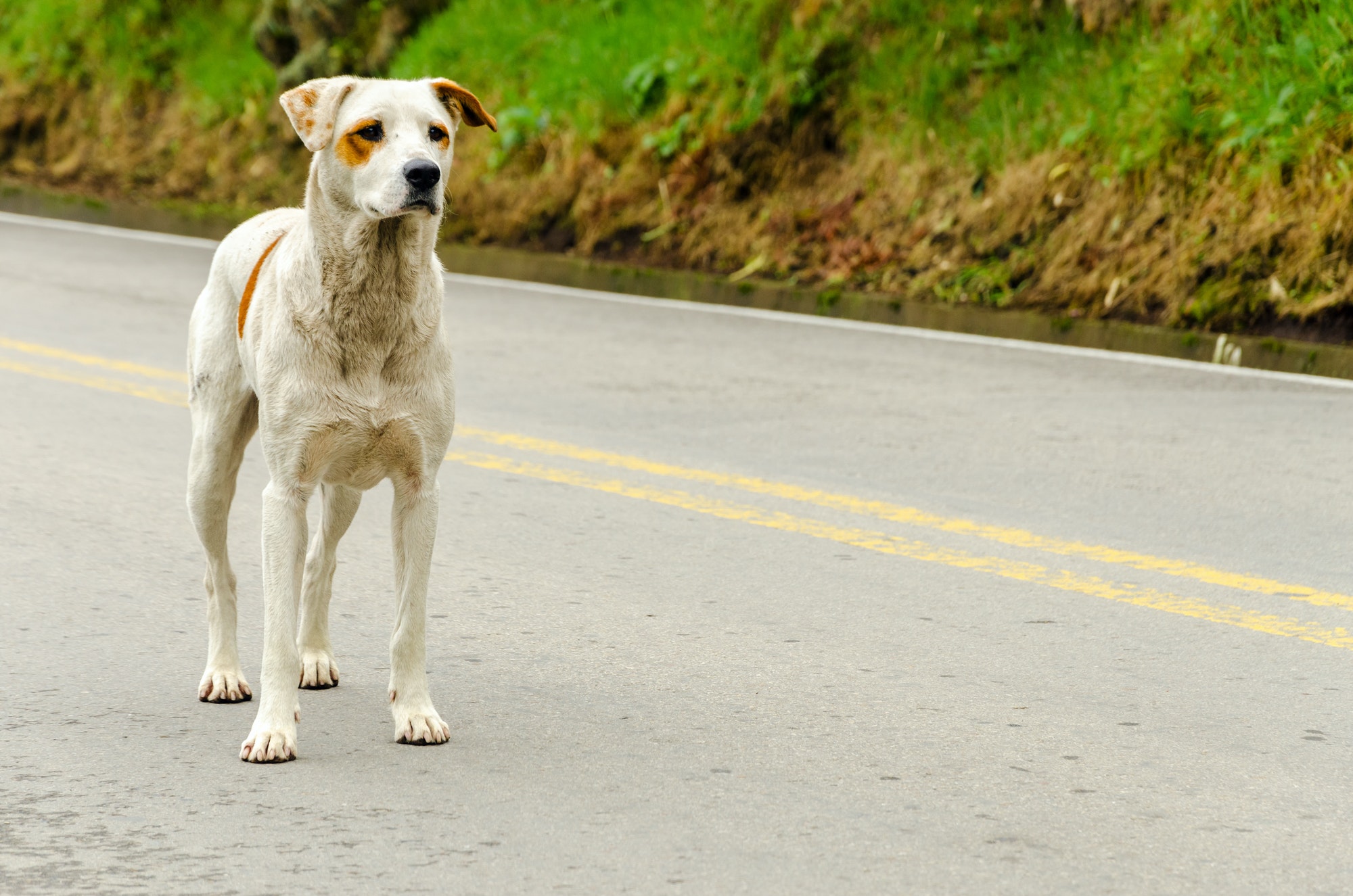 Homeless Dog