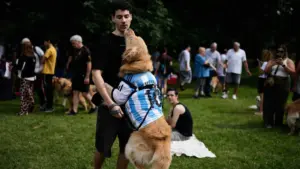 Buenos Aires reúne mais de 2.300 golden retrievers e tenta bater recorde mundial