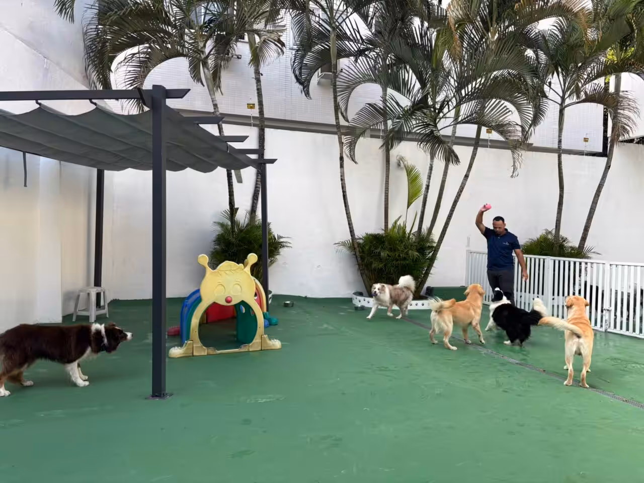 BBB PET? Hotel para cães no Rio de Janeiro oferece aos tutores acompanhamento 24 horas dos pets