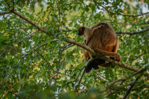 macaco