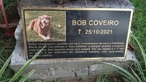 Bob, o cão que permaneceu no cemitério e inspirou lei estadual sobre sepultamento de pets