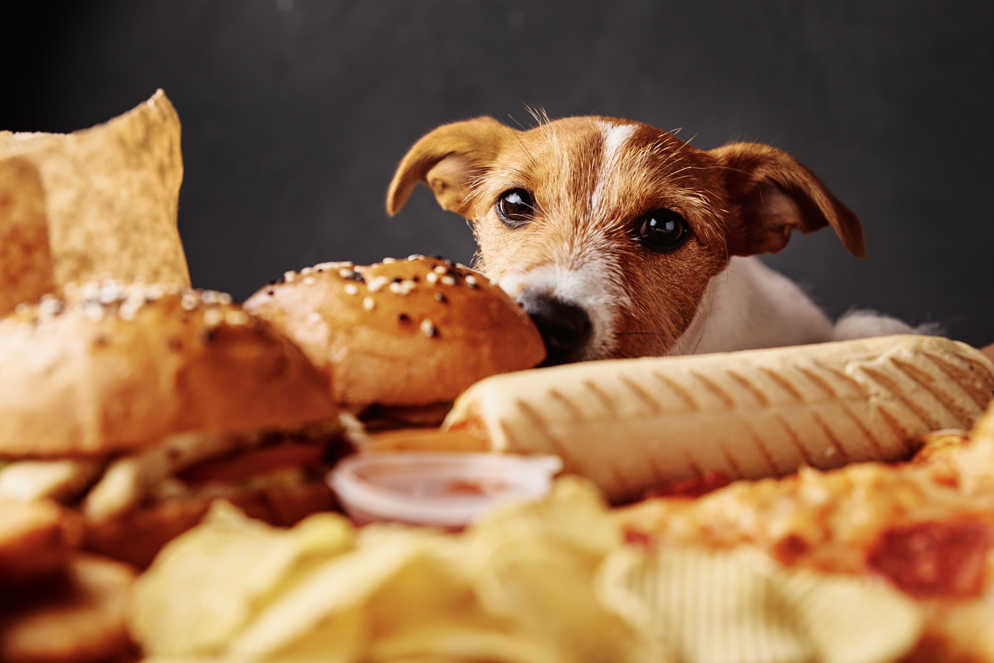 Hungry dog stealing food from table. Pet nutrition