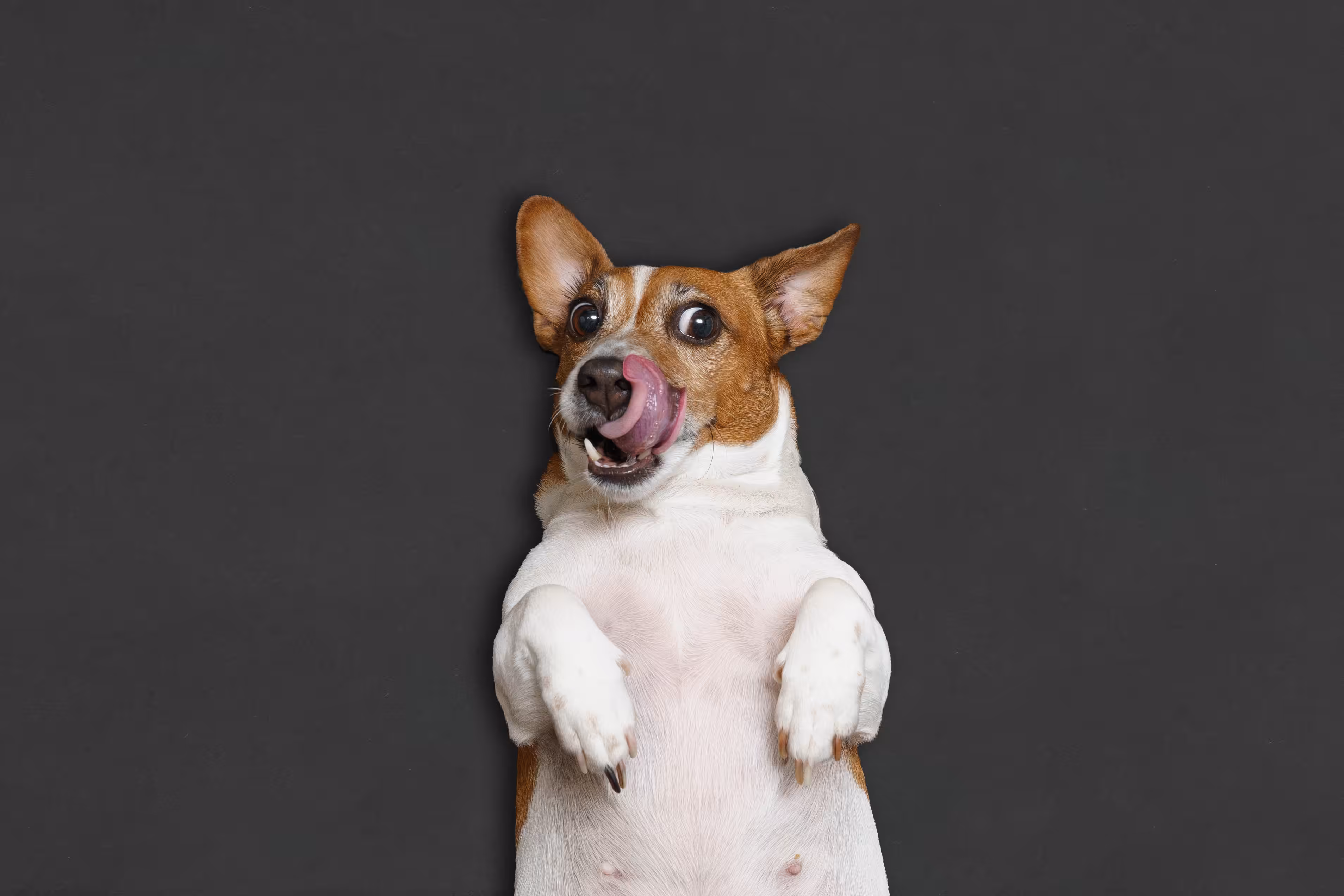 Risco de obesidade é maior em cães pequenos castrados