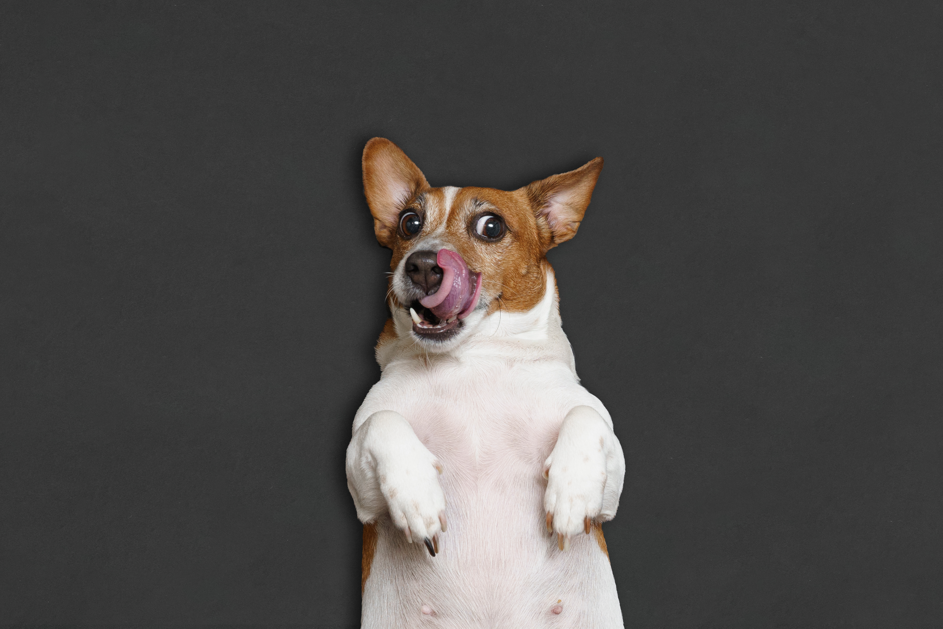 Hungry fat dog licks his nose with tongue