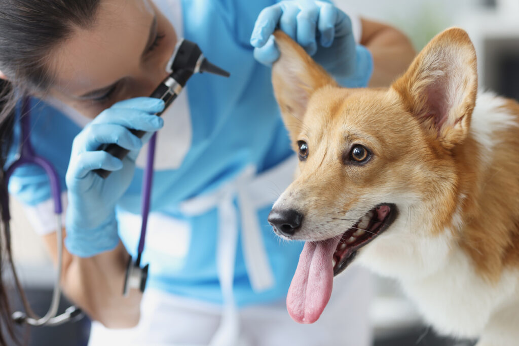 Estudo avalia o uso de antibióticos no tratamento da otite canina