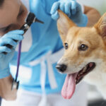 Estudo avalia o uso de antibióticos no tratamento da otite canina