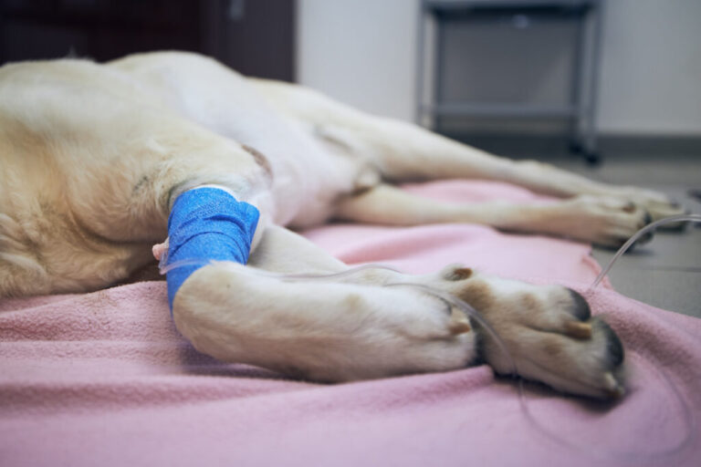 Microbioma intestinal pode influenciar eficácia da imunoterapia em cães com câncer