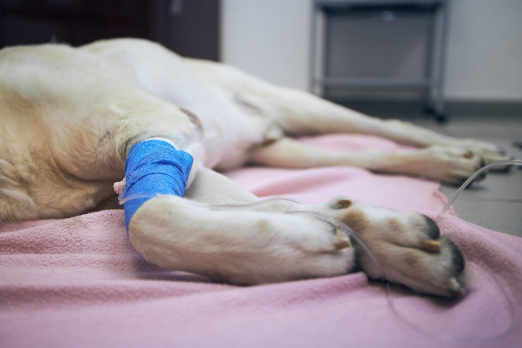 Microbioma intestinal pode influenciar eficácia da imunoterapia em cães com câncer