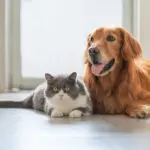 Cães ajudam mais humanos do que gatos em tarefas simples, indica estudo científico