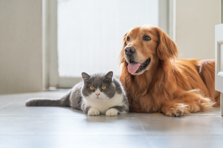 Cães ajudam mais humanos do que gatos em tarefas simples, indica estudo científico