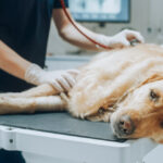 Problemas intestinais e emoções: estudo aponta ligação em cães com enteropatias crônicas