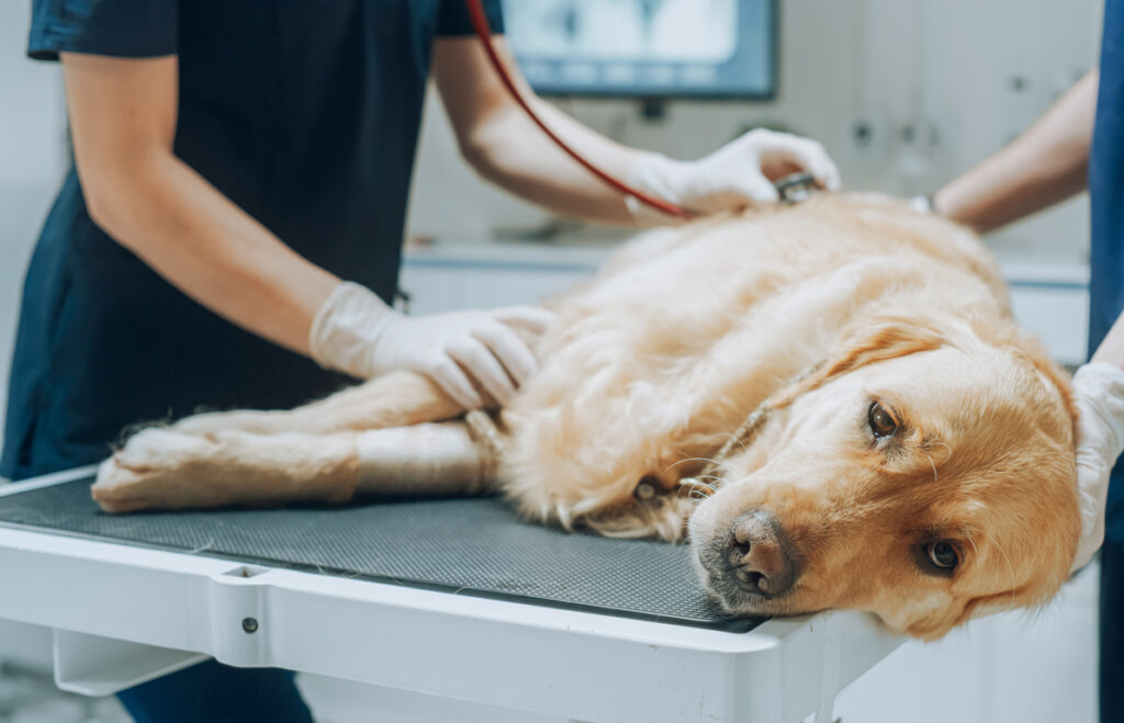 Problemas intestinais e emoções: estudo aponta ligação em cães com enteropatias crônicas