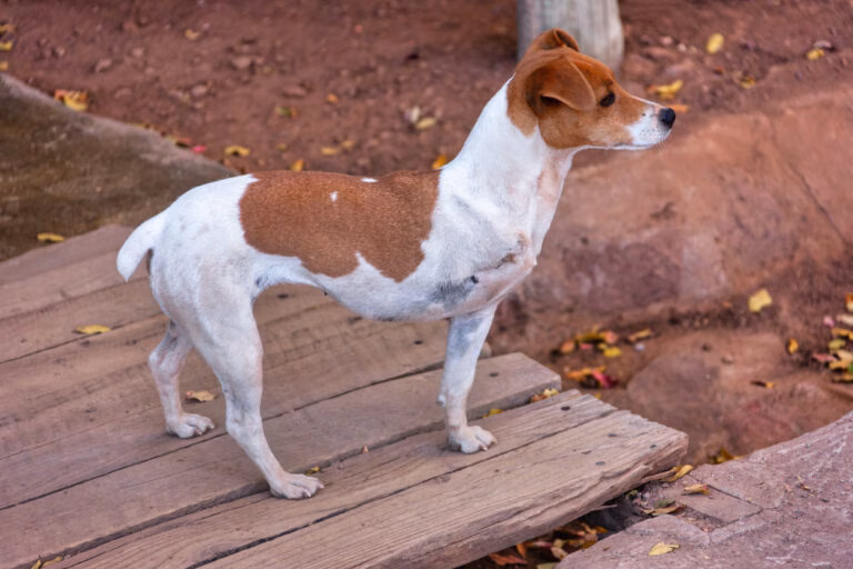 Cães com três patas adaptam locomoção de forma sofisticada, aponta estudo