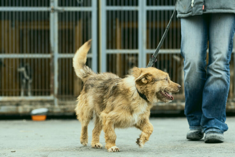 Origem do cão influencia saúde ao longo da vida, aponta estudo internacional