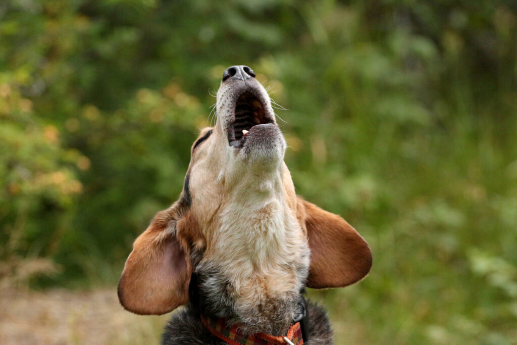 Estudo aponta que cães podem ajustar uivos ao som de música