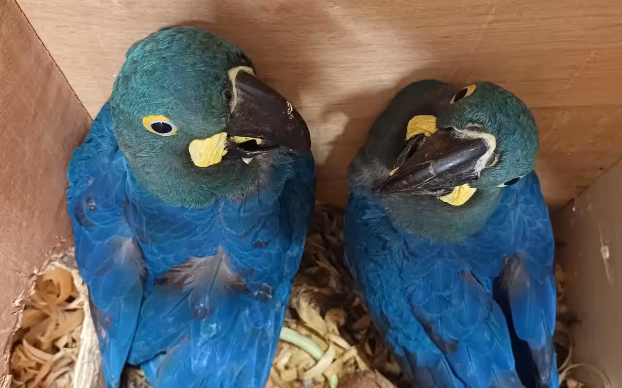 Alemanha lidera como destino europeu do tráfico de animais da América Latina