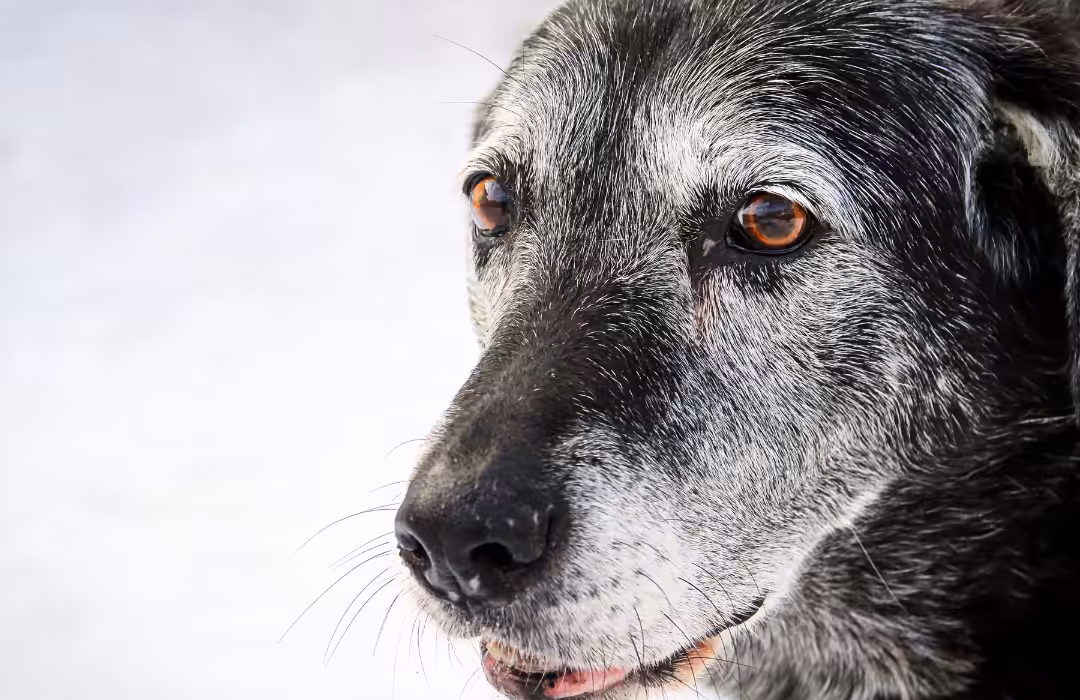 Como manter a saúde e o bem-estar dos cães e gatos idosos?