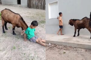 Amizade entre menino e bode viraliza e vira livro que deve chegar às escolas