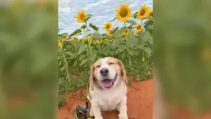 Conheça Mootoo, o cão famoso pelas expressões faciais hilárias