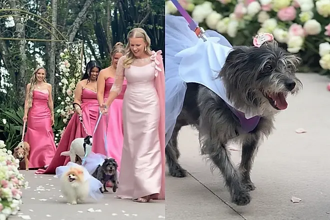 Cães resgatados protagonizam entrada emocionante em casamento e simbolizam trajetória do casal