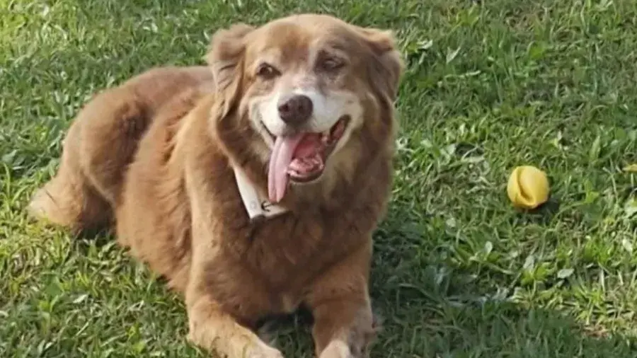 Bob, o cão que permaneceu no cemitério e inspirou lei estadual sobre sepultamento de pets