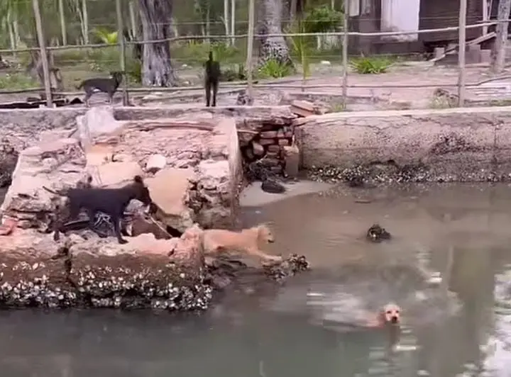 Abandono de cães na Ilha da Andorinha mobiliza moradores em Maceió