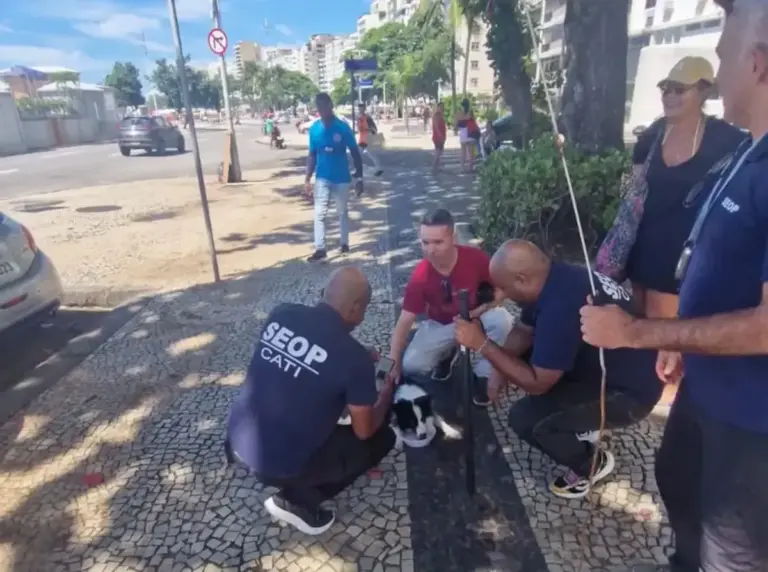 Cadelinha é resgatada após ficar três dias presa dentro de carro em Copacabana