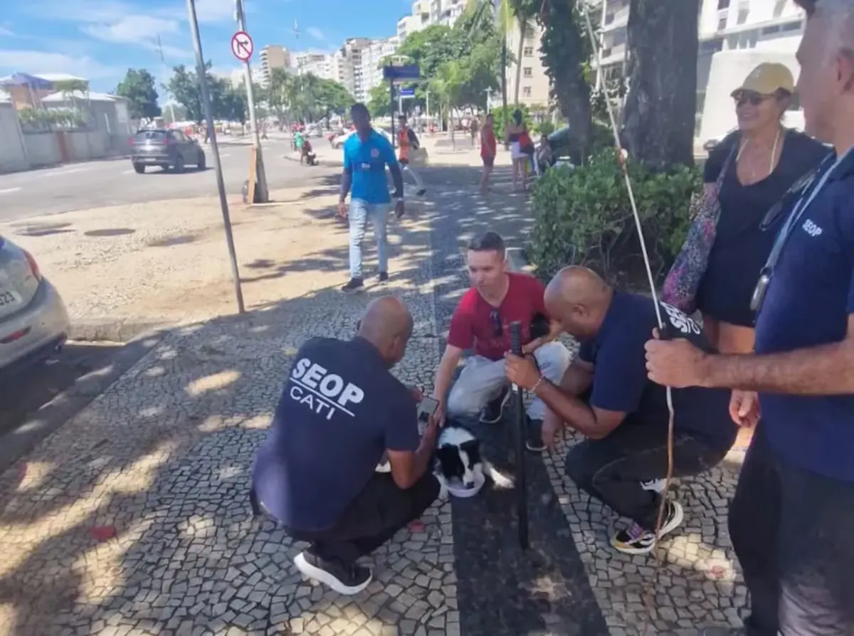 Cadelinha é resgatada após ficar três dias presa dentro de carro em Copacabana