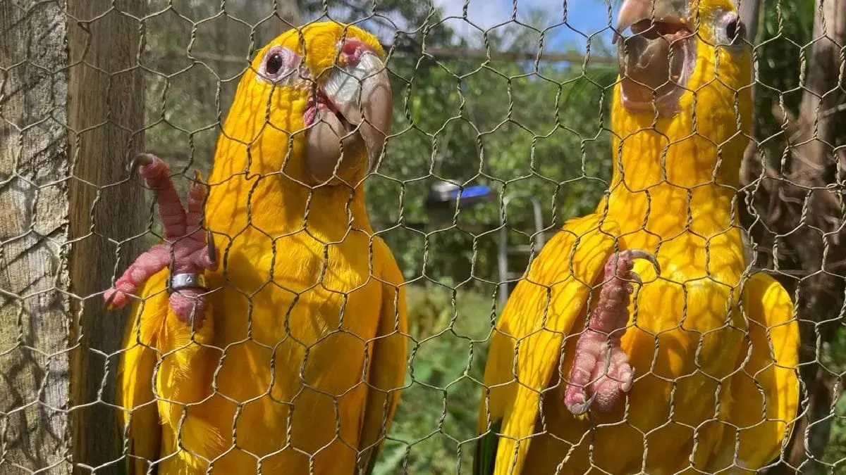 Tráfico de animais na Amazônia: cerca de 38 milhões de espécies são retiradas da natureza todos os anos