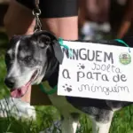 Governo de SP veta projeto que previa responsabilizar agressores por custos veterinários