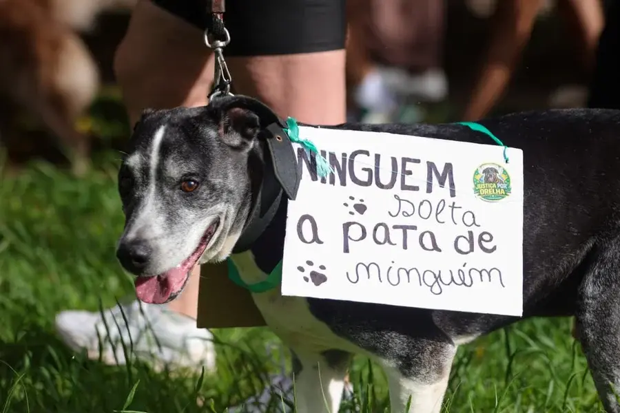 Governo de SP veta projeto que previa responsabilizar agressores por custos veterinários